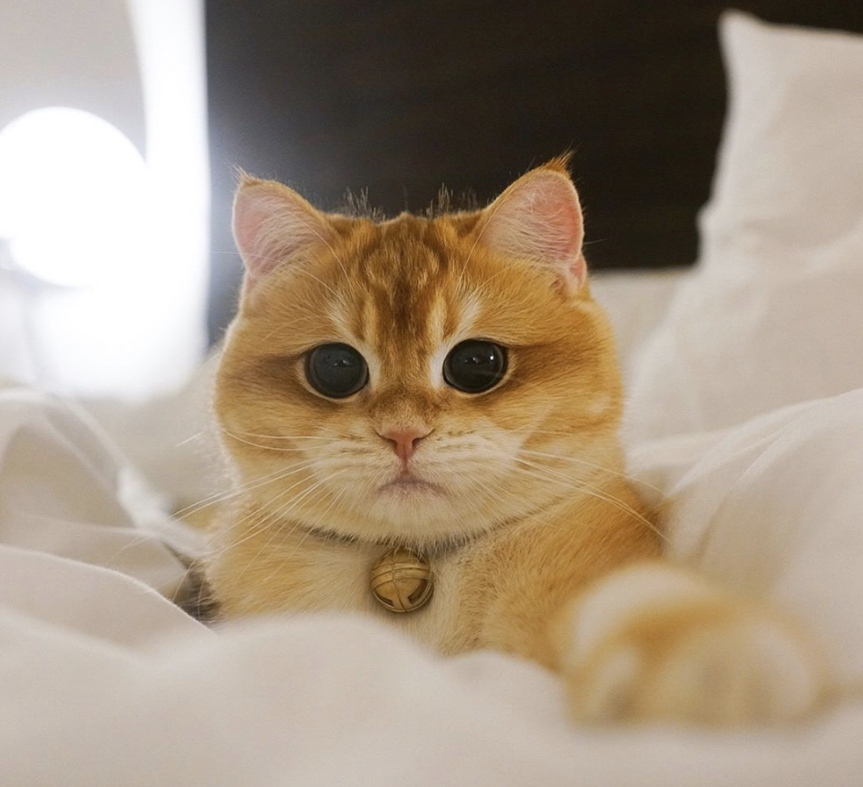 Котосессия | Пикабу