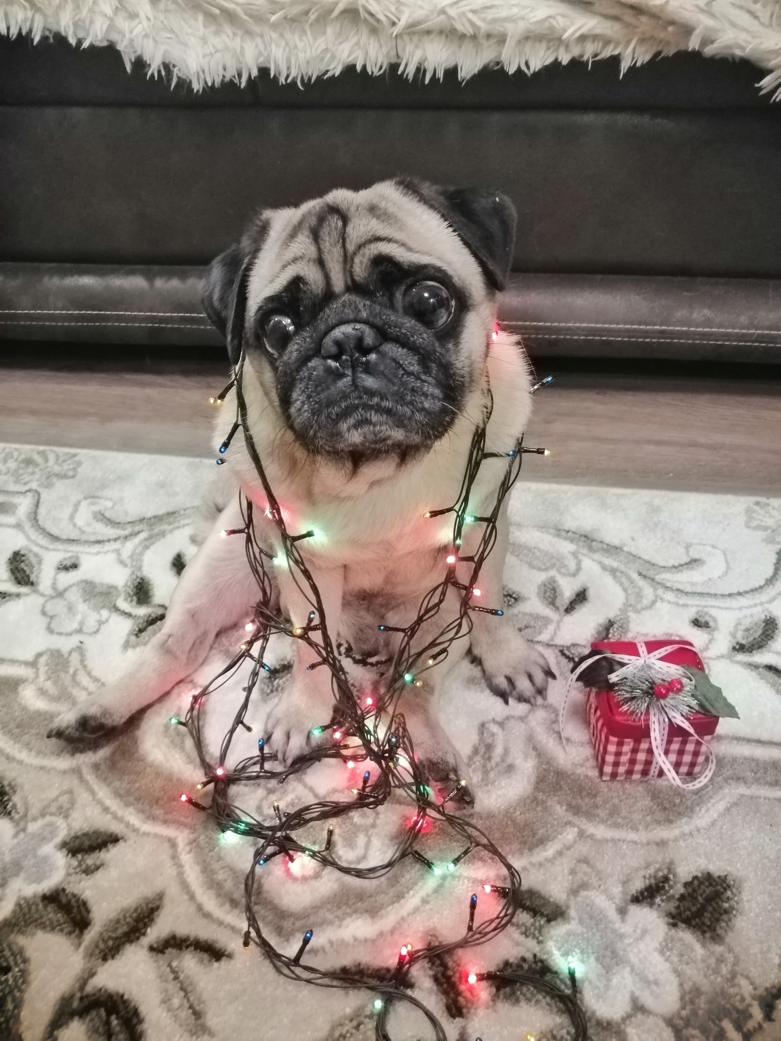 My New Year mood: - Pug, New Year, Dog, Garland