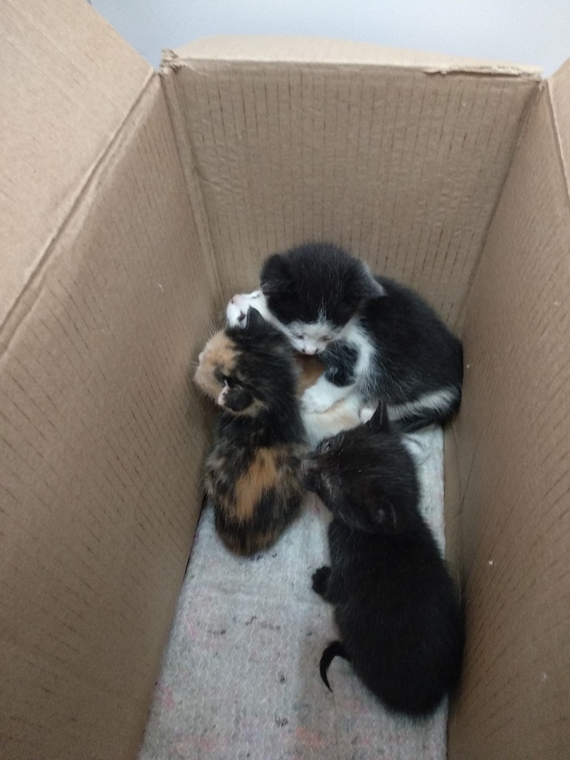 Need help for kittens (St. Petersburg, Kolpinsky district) - My, cat, Kittens, Saint Petersburg, Volunteering, Longpost, Help, No rating, In good hands, Helping animals