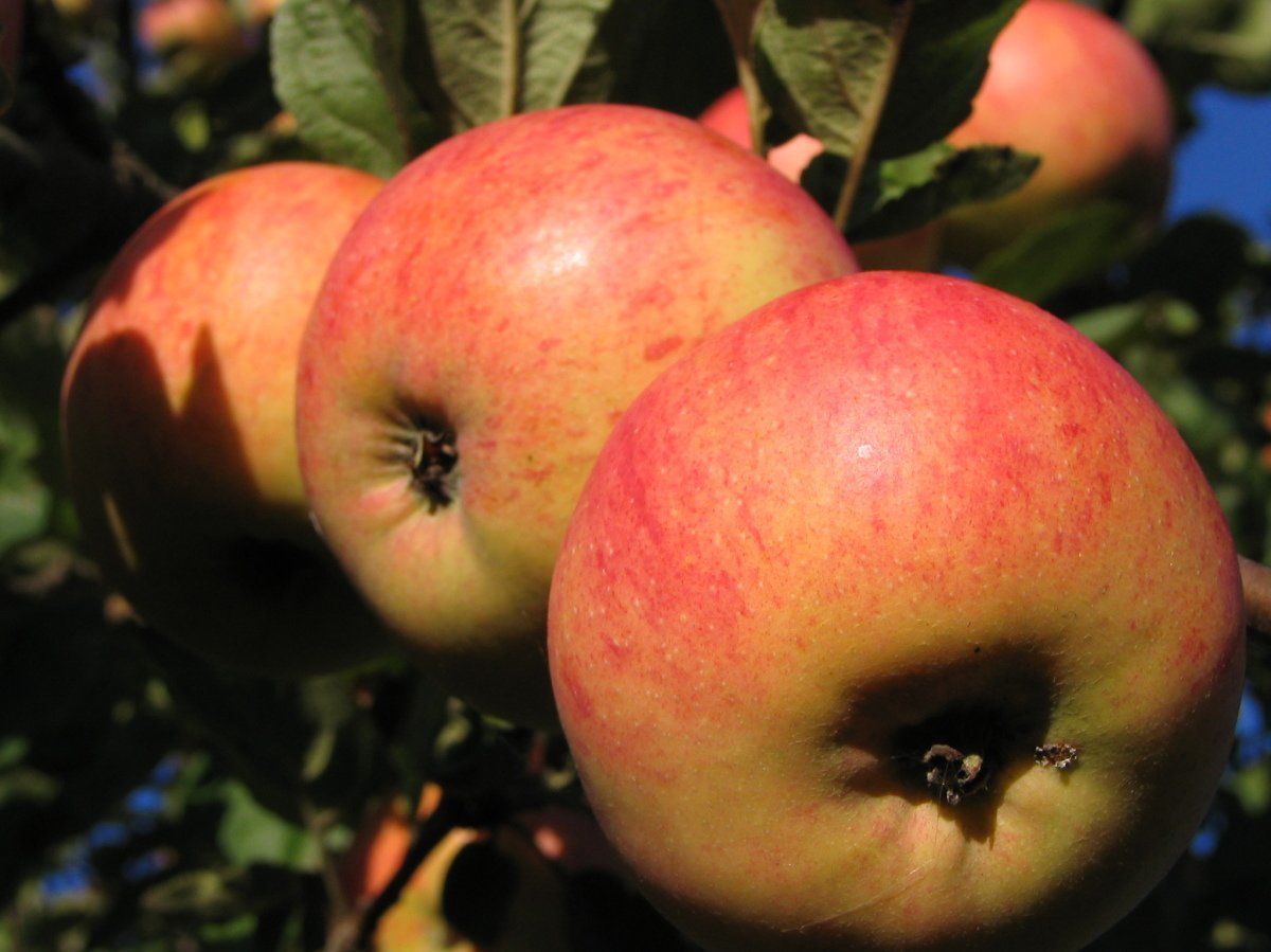 I saw him at a neighbor's cottage. This is just a miracle! - My, Garden, Garden, Apple tree, Longpost