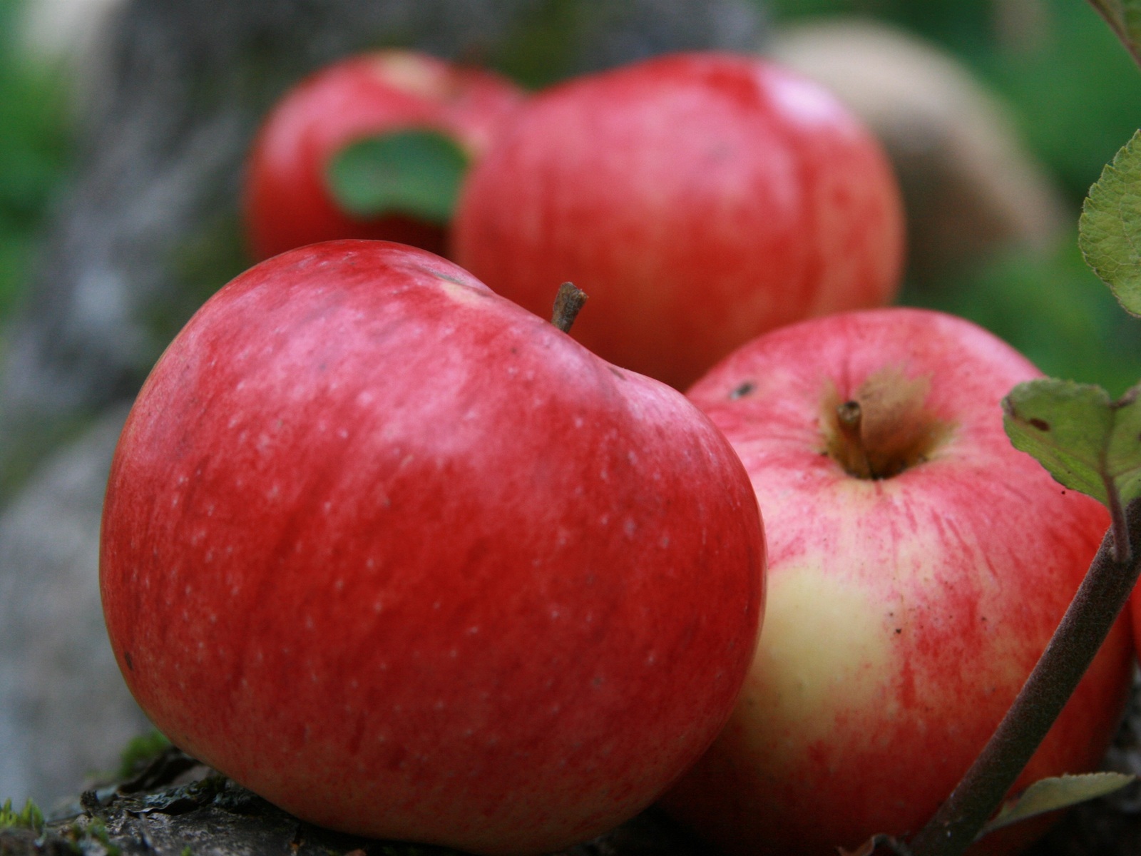 I saw him at a neighbor's cottage. This is just a miracle! - My, Garden, Garden, Apple tree, Longpost