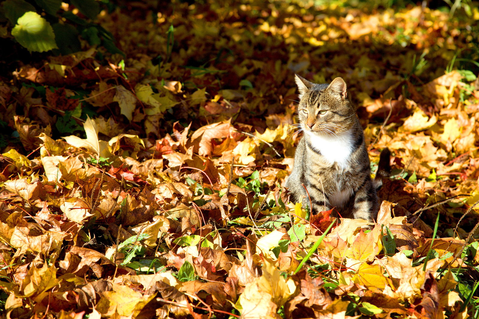 Houses for cats are being built in one of the sanatoriums in the Pskov region - My, Catomafia, Sanatorium, , Longpost, cat