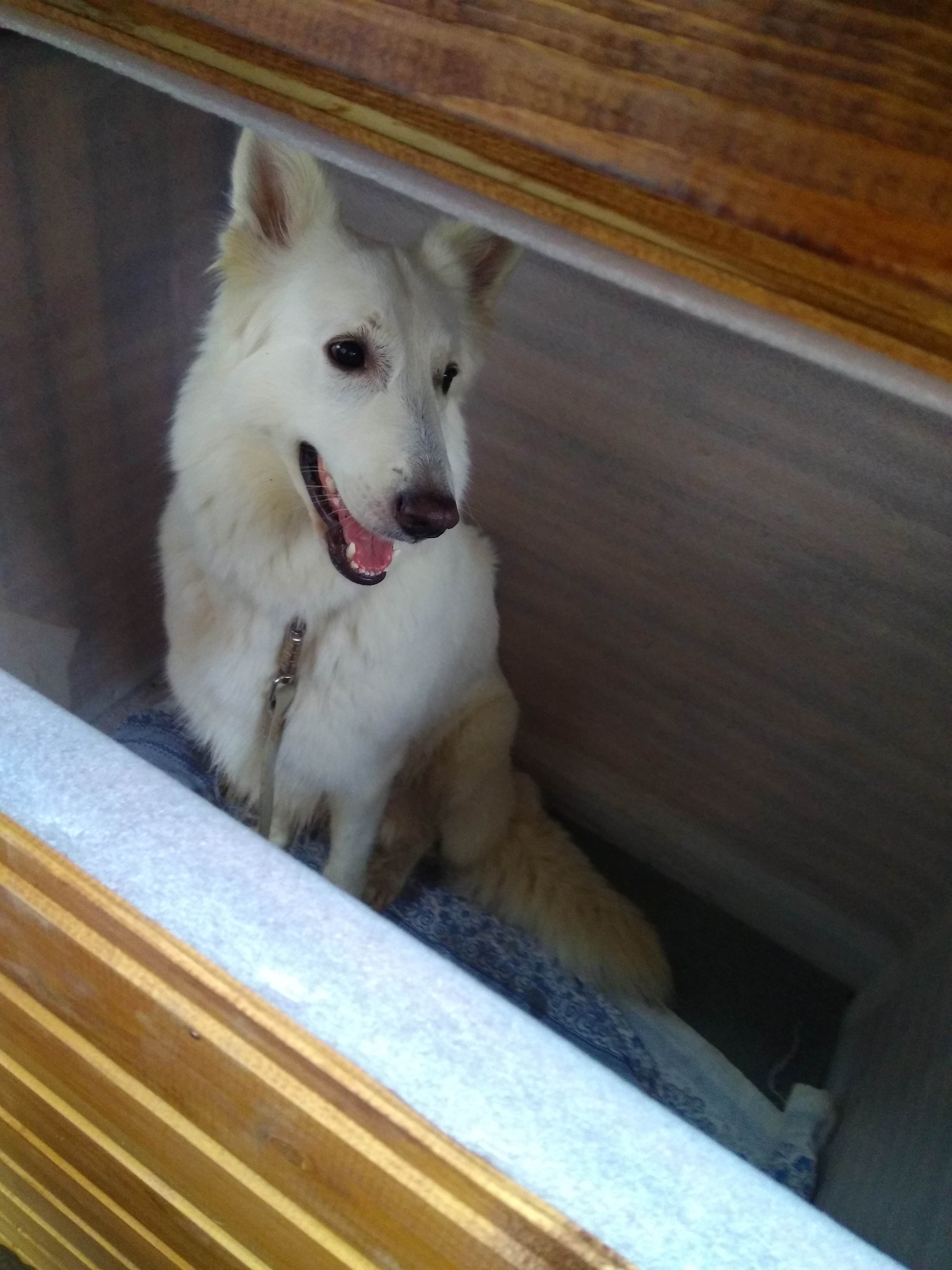 Shepherd dog house - My, Booth, Dog, First experience, Animals, White swiss shepherd, Longpost