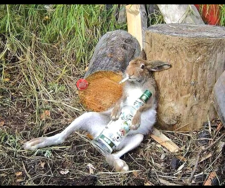 Poor Bunny - Drunk, Hare