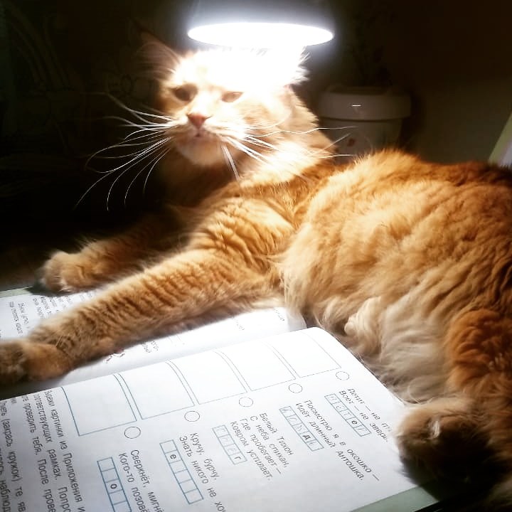 Lamp cat, assistant. - My, Cat with lamp, cat, Maine Coon