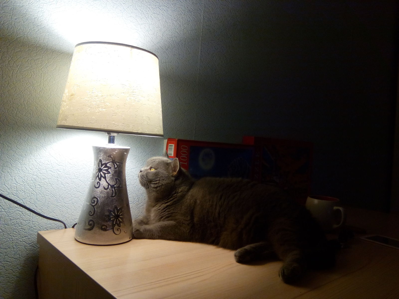 And again catolamp. Loved the place under the new lamp. - My, British, Cat with lamp, cat, The photo