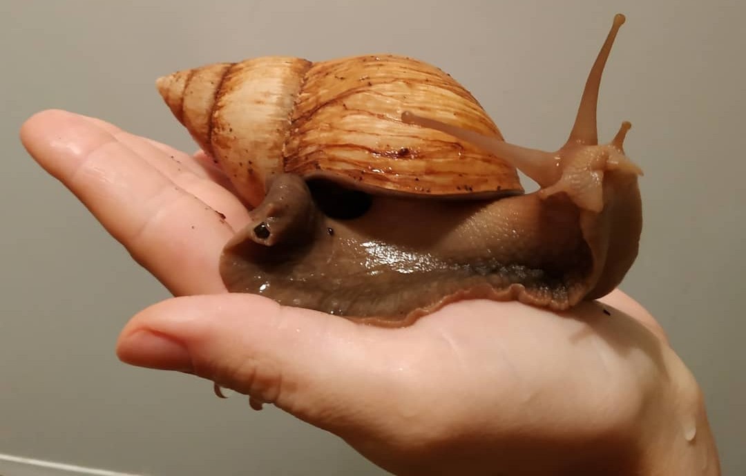 streets - My, Snail, PHOTOSESSION, Longpost