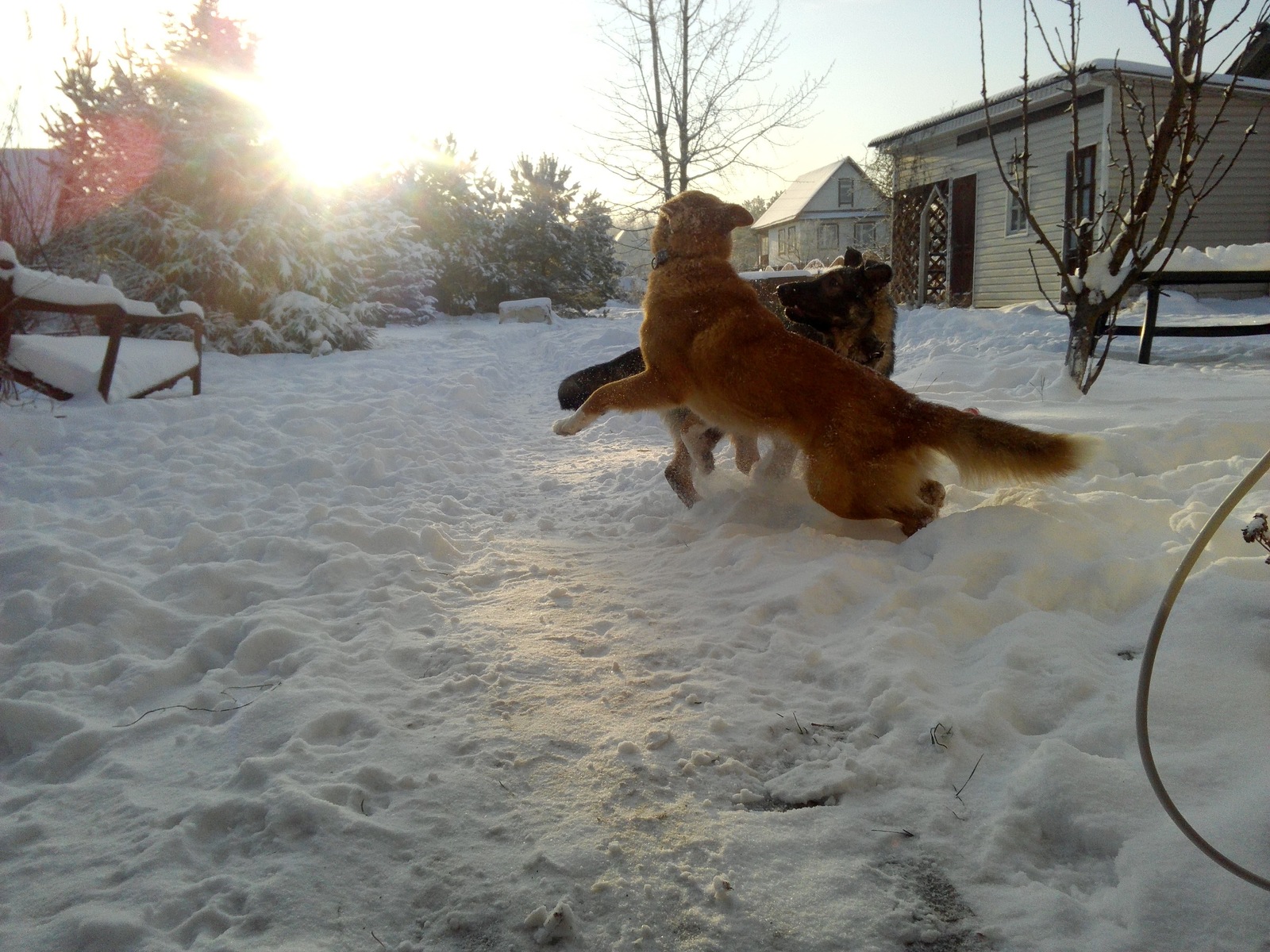 Here it is, happiness! A neighbor came to visit our dog to play) - My, Dog, A good day, Longpost