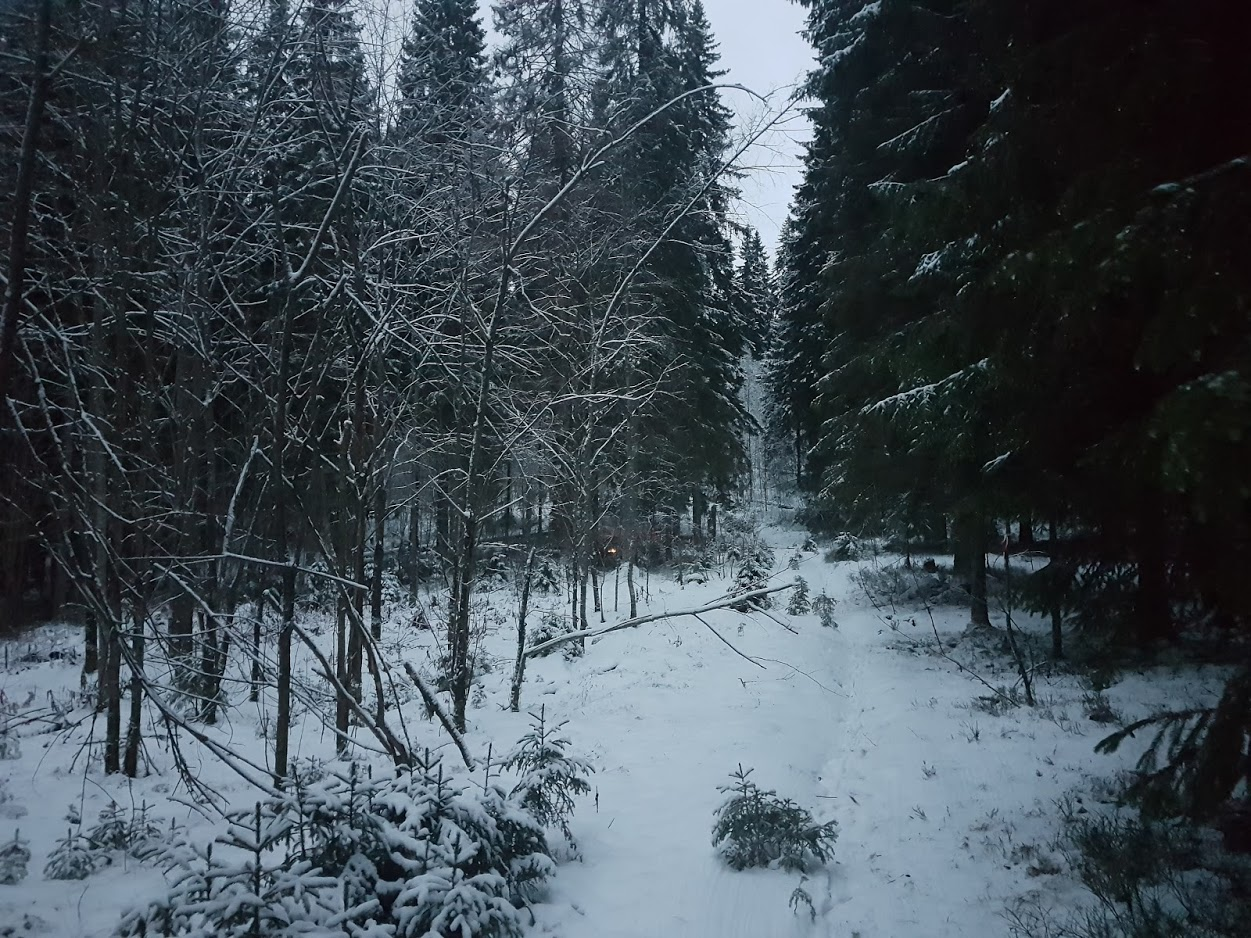 Hike 08.12.18. How it was... - My, Longpost, Forest, Hike, Leningrad region, Tourism