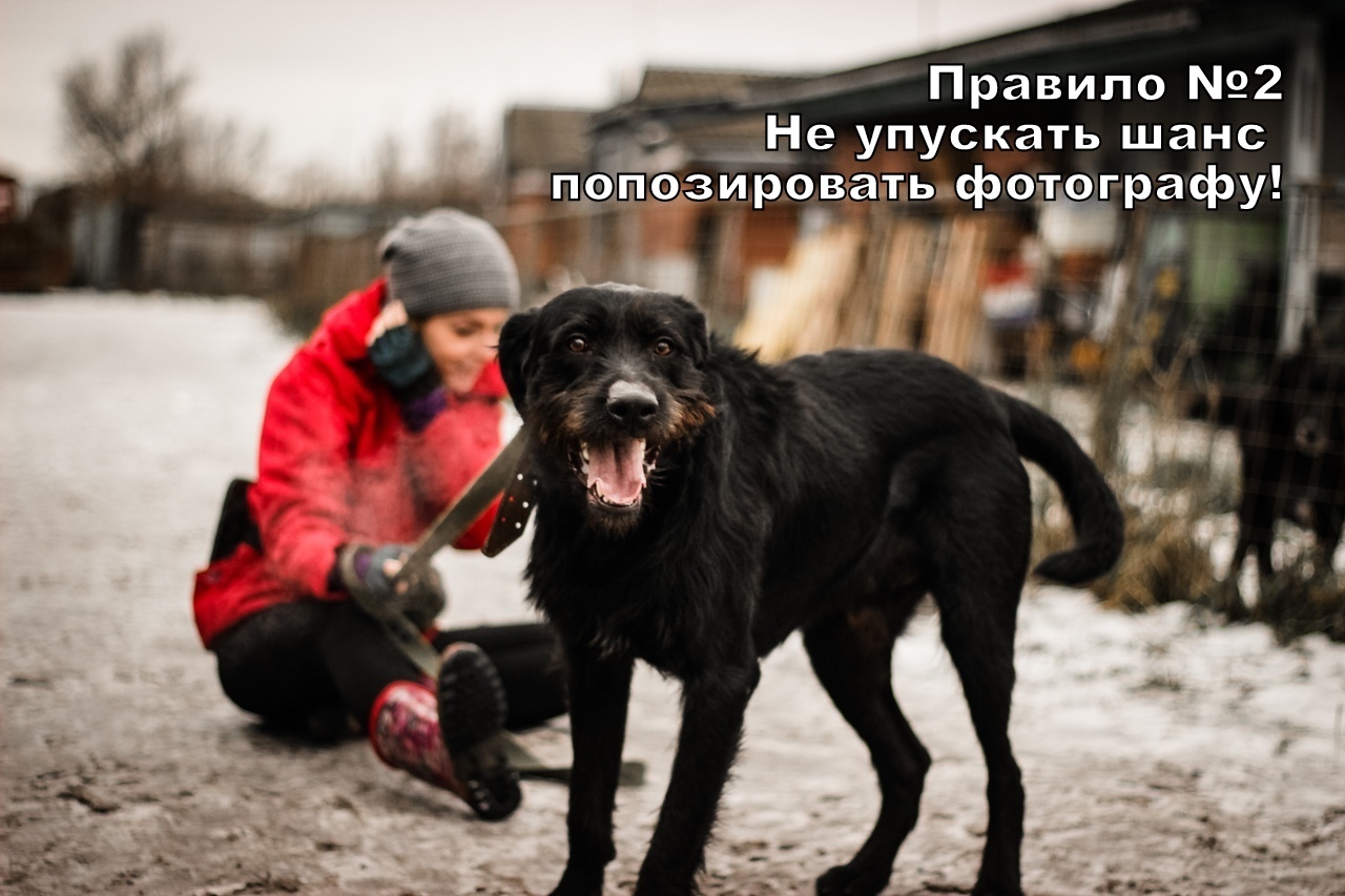 Rules for a good walk from Buddy from the Rzhevka shelter, St. Petersburg - My, Dog, Animal shelter, Saint Petersburg, Longpost, No rating, In good hands, Looking for a master