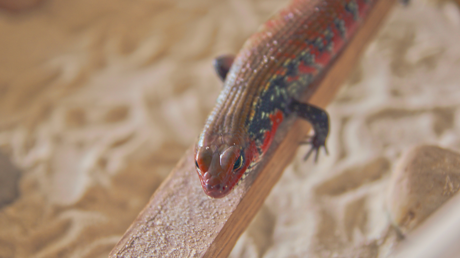 Fire skink posing - My, Skink, Reptiles at home, Lizard, Exotic animals, Fire Skink, Longpost