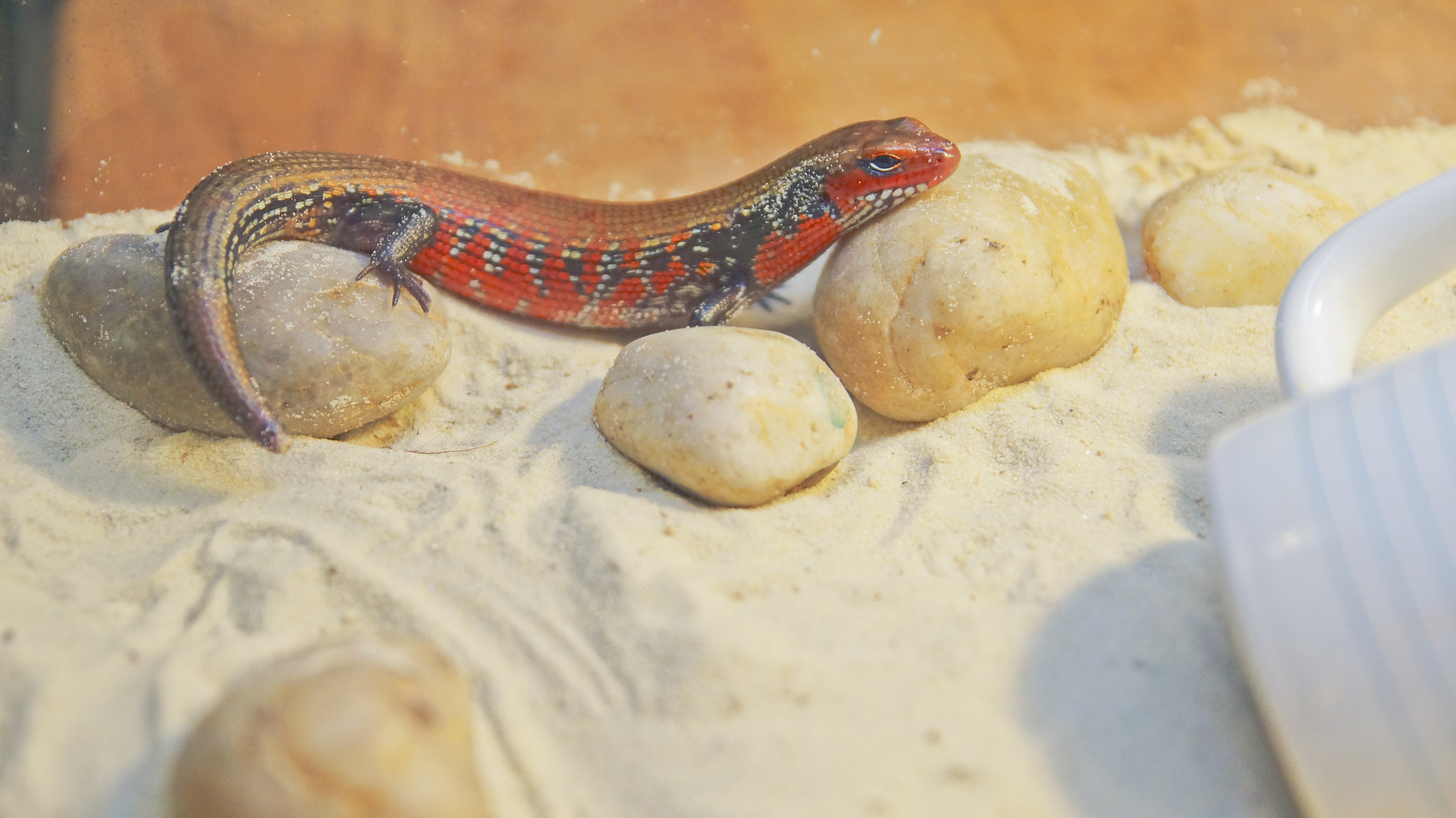 Fire skink posing - My, Skink, Reptiles at home, Lizard, Exotic animals, Fire Skink, Longpost