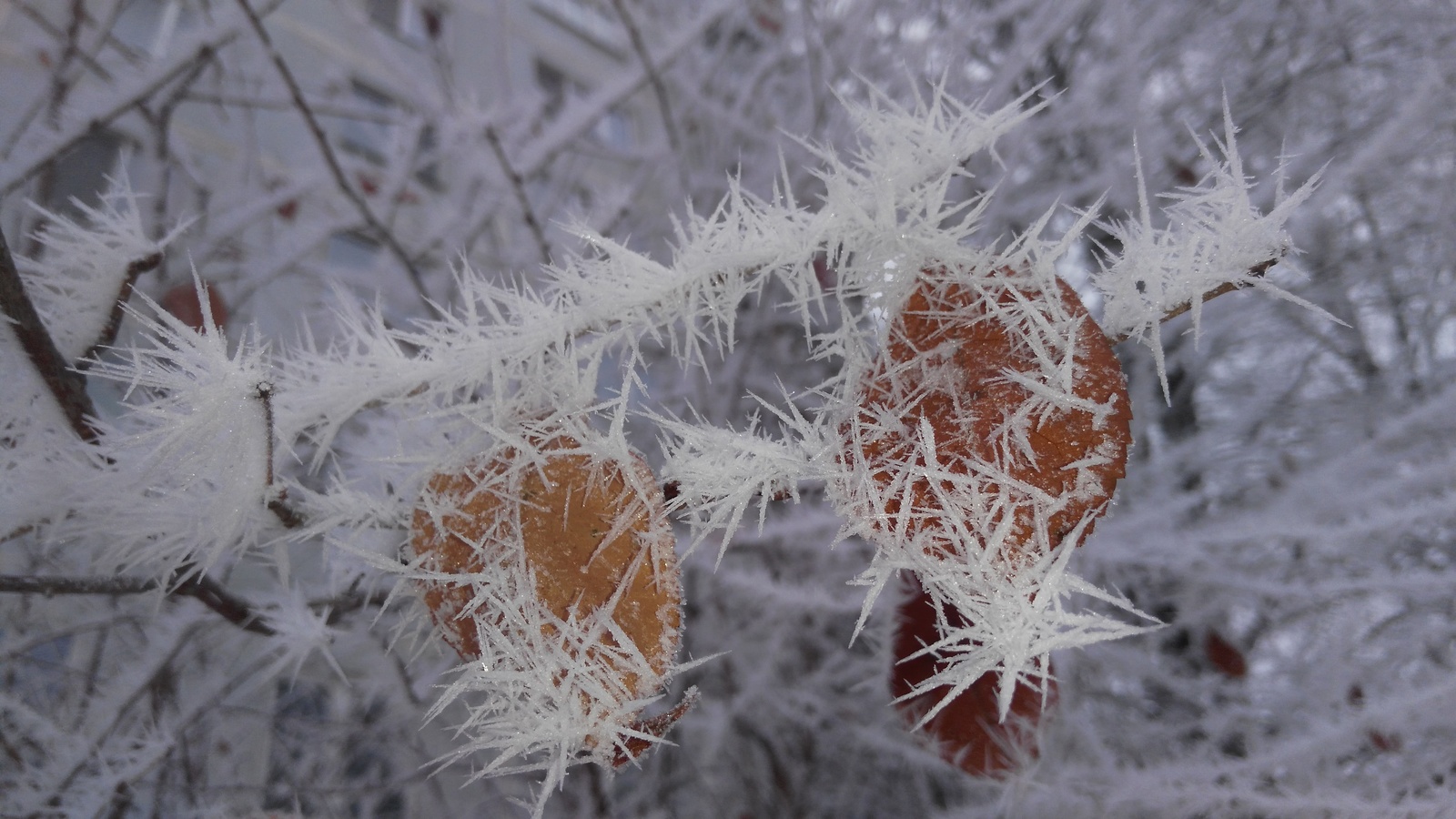 Smolensk. Waiting for Christmas miracles.. - My, Smolensk, Winter, Snow, Longpost