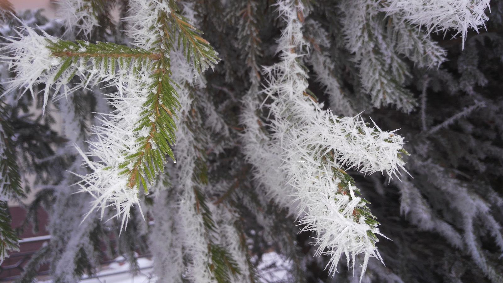 Smolensk. Waiting for Christmas miracles.. - My, Smolensk, Winter, Snow, Longpost