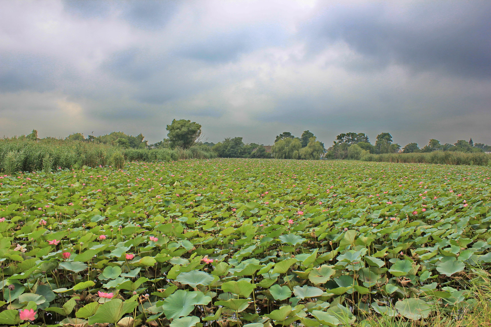 Flowers #7. - My, Flowers, Lotus, , Frogs, The nature of Russia, Longpost