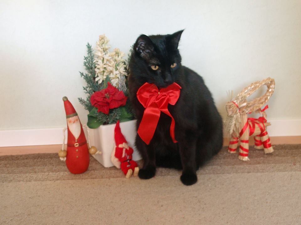 New Year's cats - New Year, cat, Christmas trees, Holidays, Animals, Pet, Longpost, Catomafia, Pets