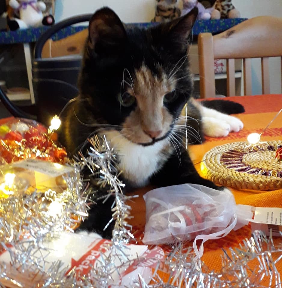 New Year's cats - New Year, cat, Christmas trees, Holidays, Animals, Pet, Longpost, Catomafia, Pets