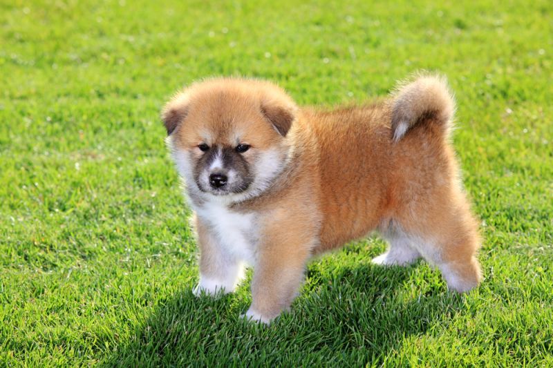 The cutest dog breeds. - Dog, Pets, , Akita inu, Animals, Milota, Fluffy, Longpost