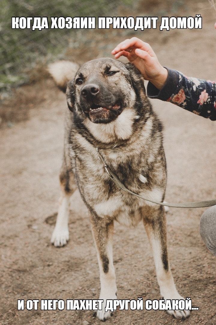 Dessie from the Rzhevka shelter, St. Petersburg - My, Dog, Looking for a master, In good hands, Animal shelter, Saint Petersburg, Rzhevka, No rating, Humor