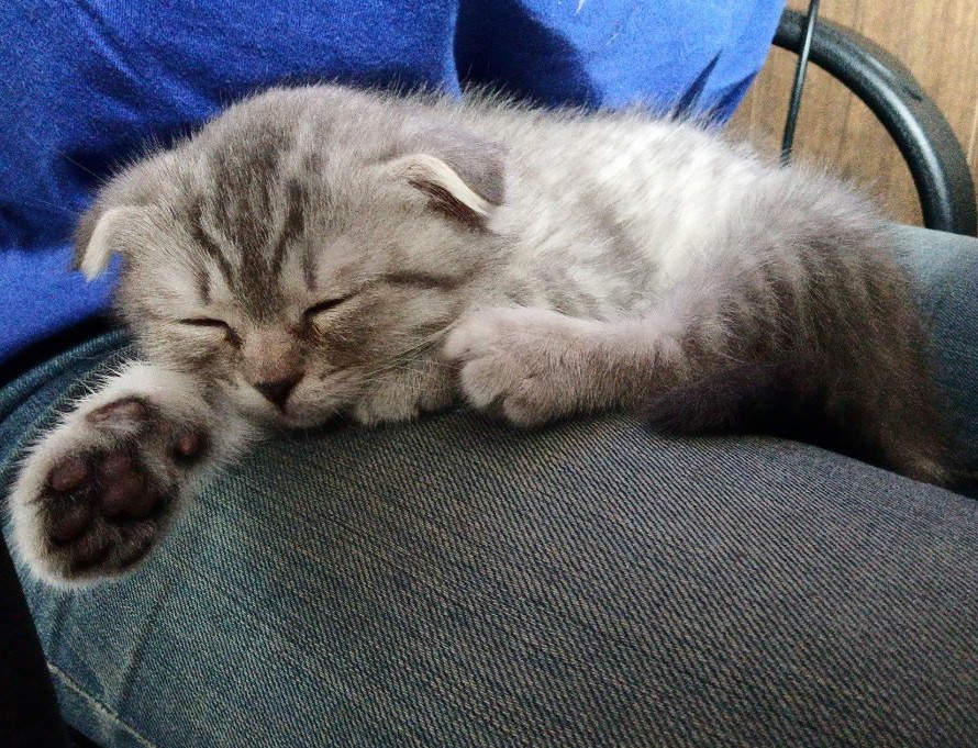 What is the cat doing - cat, Kittens, Scottish lop-eared, Longpost