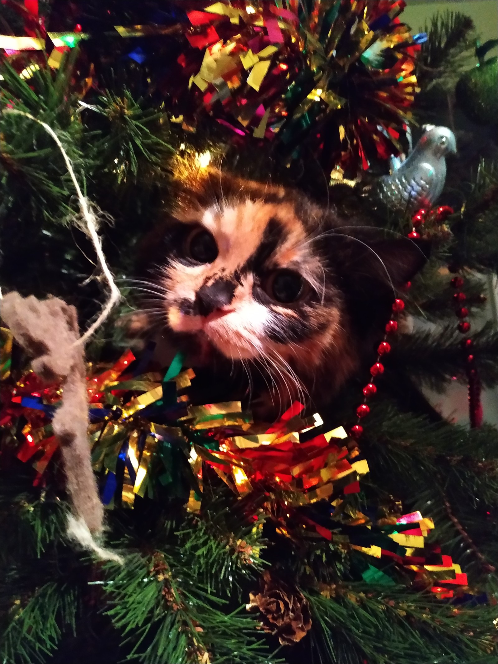 New Year mood to you! - My, cat, Catomafia, Christmas tree, Yourself with a mustache, Longpost