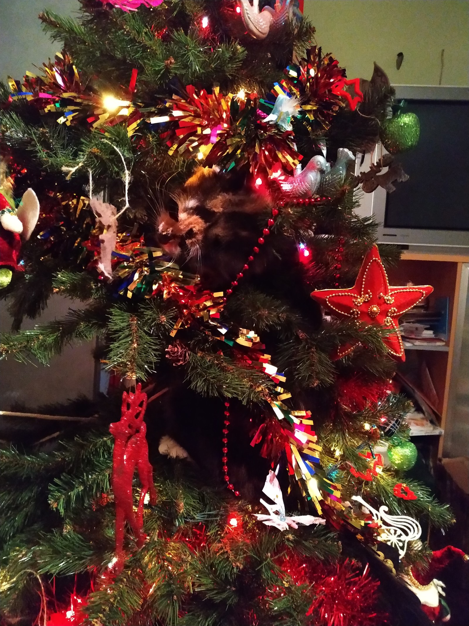 New Year mood to you! - My, cat, Catomafia, Christmas tree, Yourself with a mustache, Longpost