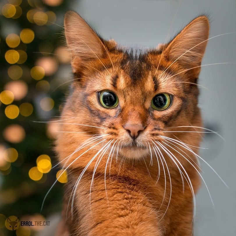 Somali cat - Catomafia, cat, Somali cat, Longpost