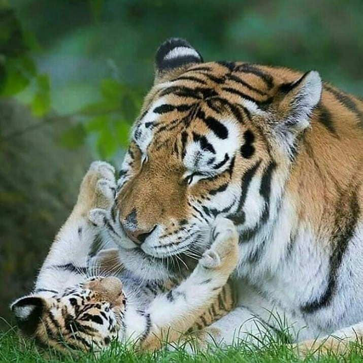 Tenderness - The photo, Animals, Tiger, Young, Milota