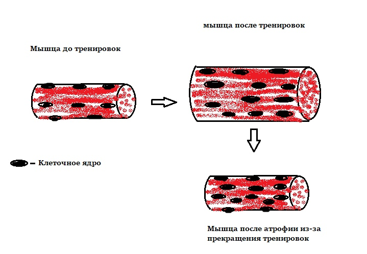 muscle memory. Old age and doping. - My, Muscle memory, Body-building, Sarcopenia, Healthy lifestyle, Physiology, Longpost, Sport