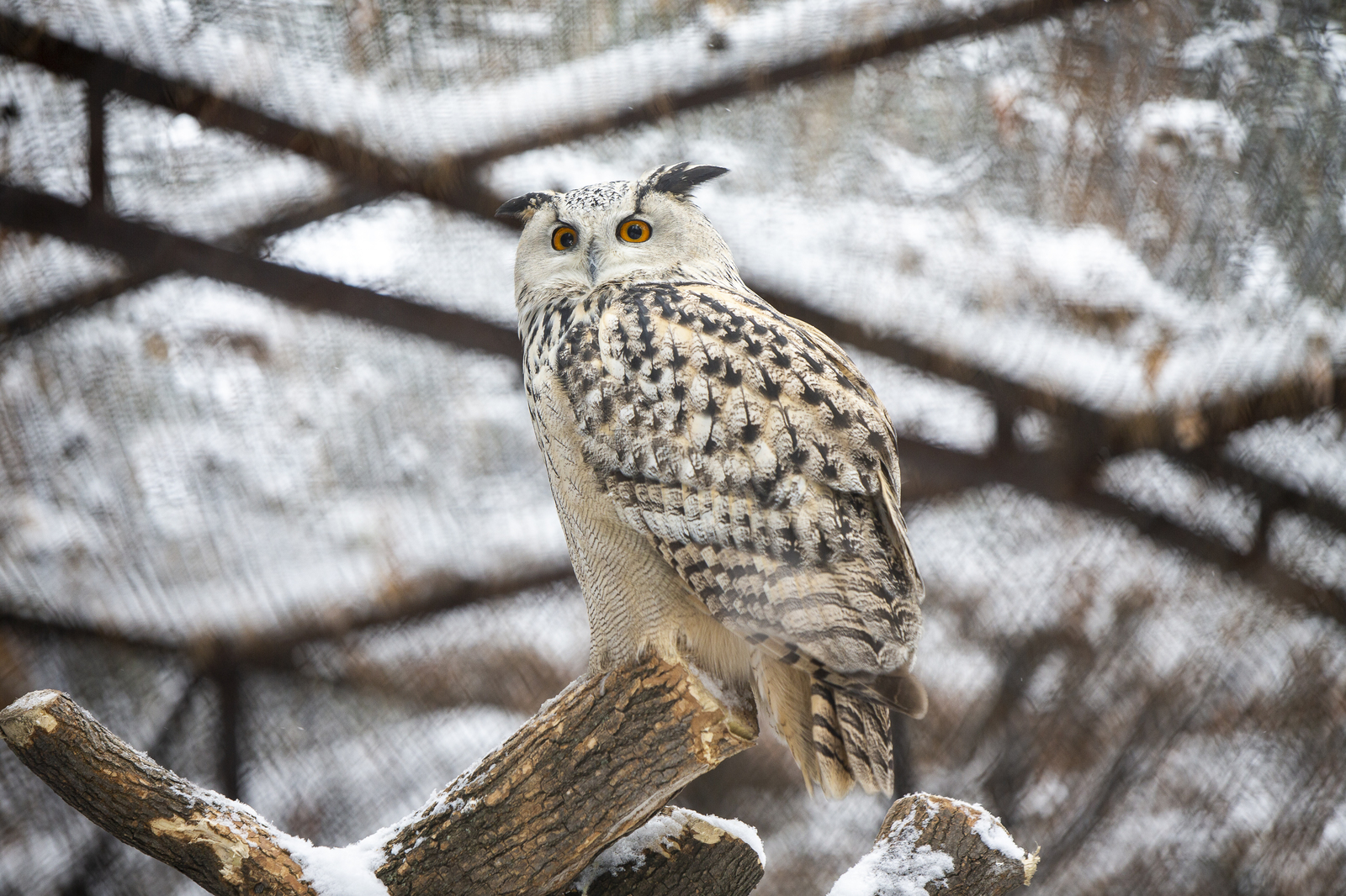 Novosibirsk Zoo - My, Novosibirsk, Zoo, The photo, Longpost