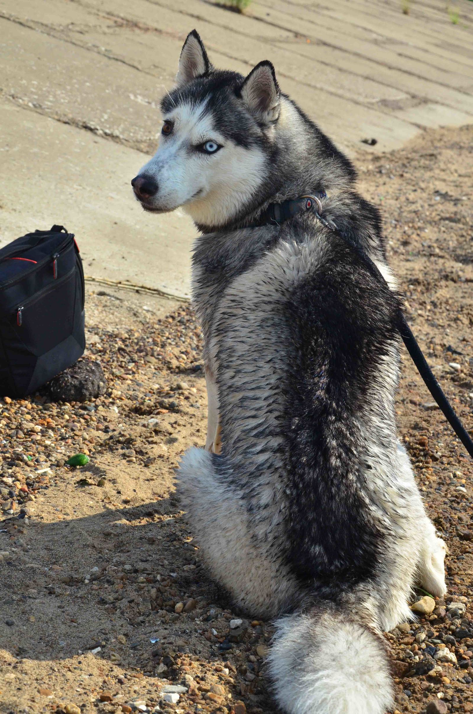 A little bit of summer, or bathing a khas horse! - My, Photographer, Husky, Dog, , Longpost