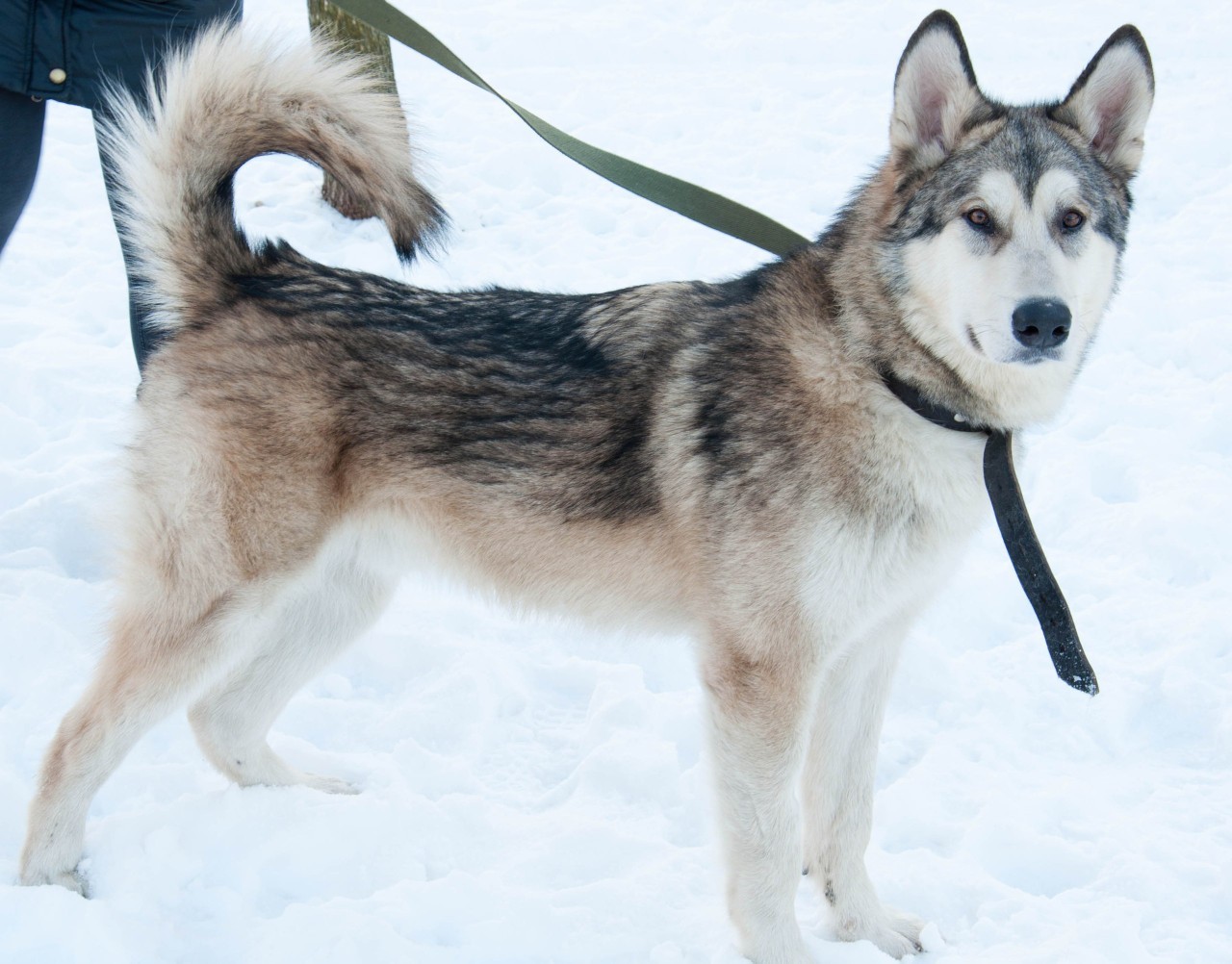 We have been looking for a Malamute since June. We will be grateful for any information. - My, Alaskan Malamute, The dog is missing, , Longpost, Dog, Leningrad region, No rating, Help