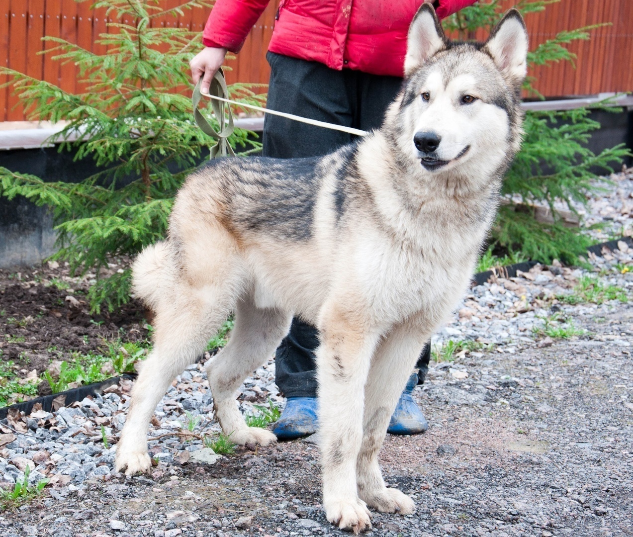 We have been looking for a Malamute since June. We will be grateful for any information. - My, Alaskan Malamute, The dog is missing, , Longpost, Dog, Leningrad region, No rating, Help