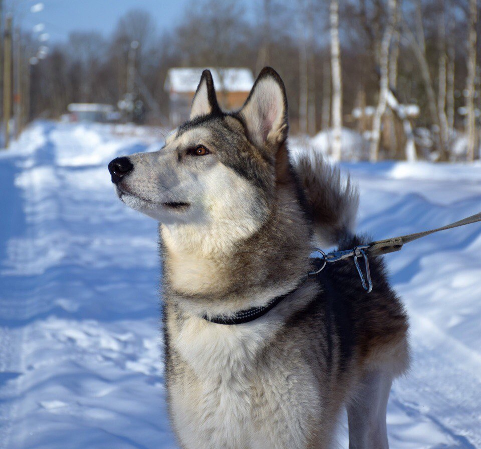 We have been looking for a Malamute since June. We will be grateful for any information. - My, Alaskan Malamute, The dog is missing, , Longpost, Dog, Leningrad region, No rating, Help