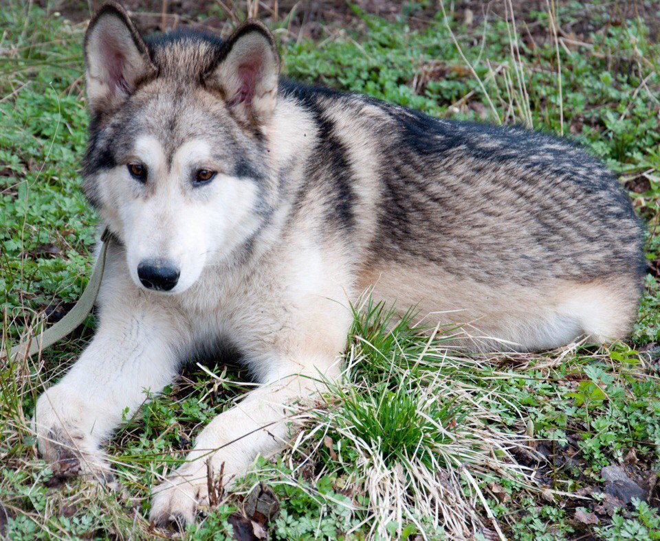 We have been looking for a Malamute since June. We will be grateful for any information. - My, Alaskan Malamute, The dog is missing, , Longpost, Dog, Leningrad region, No rating, Help