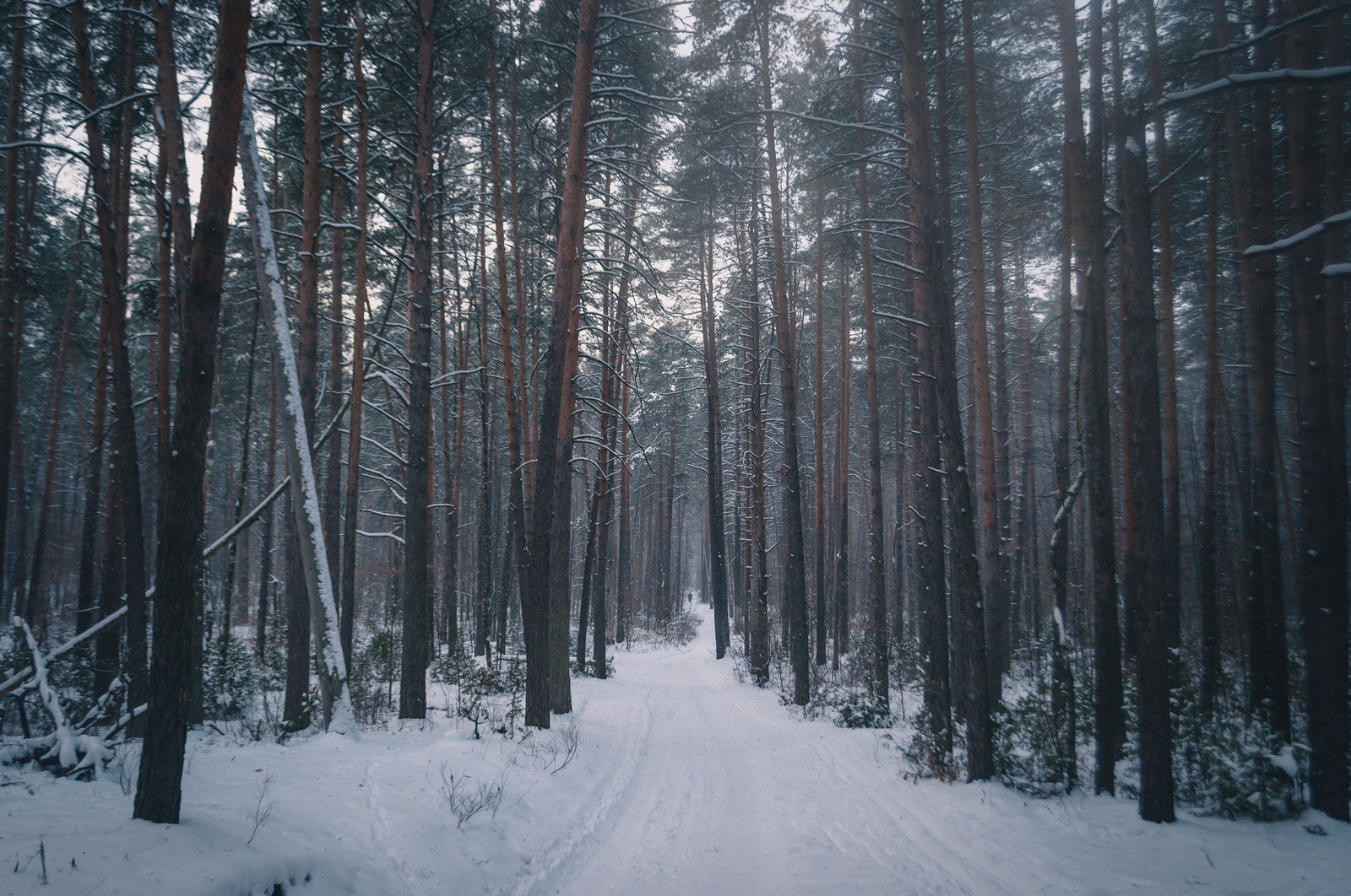 Photo walk. - My, The photo, Landscape, Winter, Nature, Hike, Russia, Kazan, Lebyazhye, Longpost