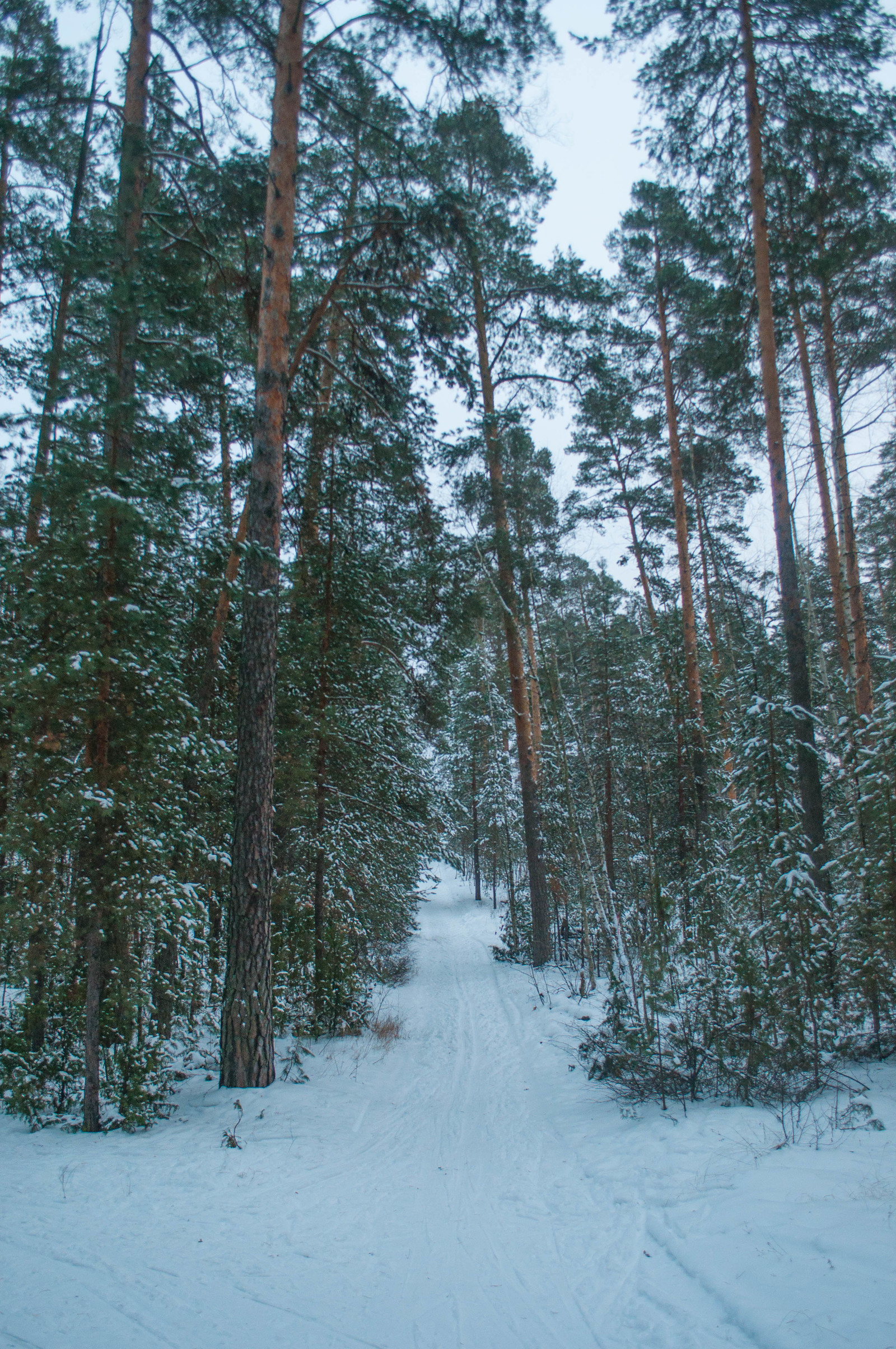 Photo walk. - My, The photo, Landscape, Winter, Nature, Hike, Russia, Kazan, Lebyazhye, Longpost