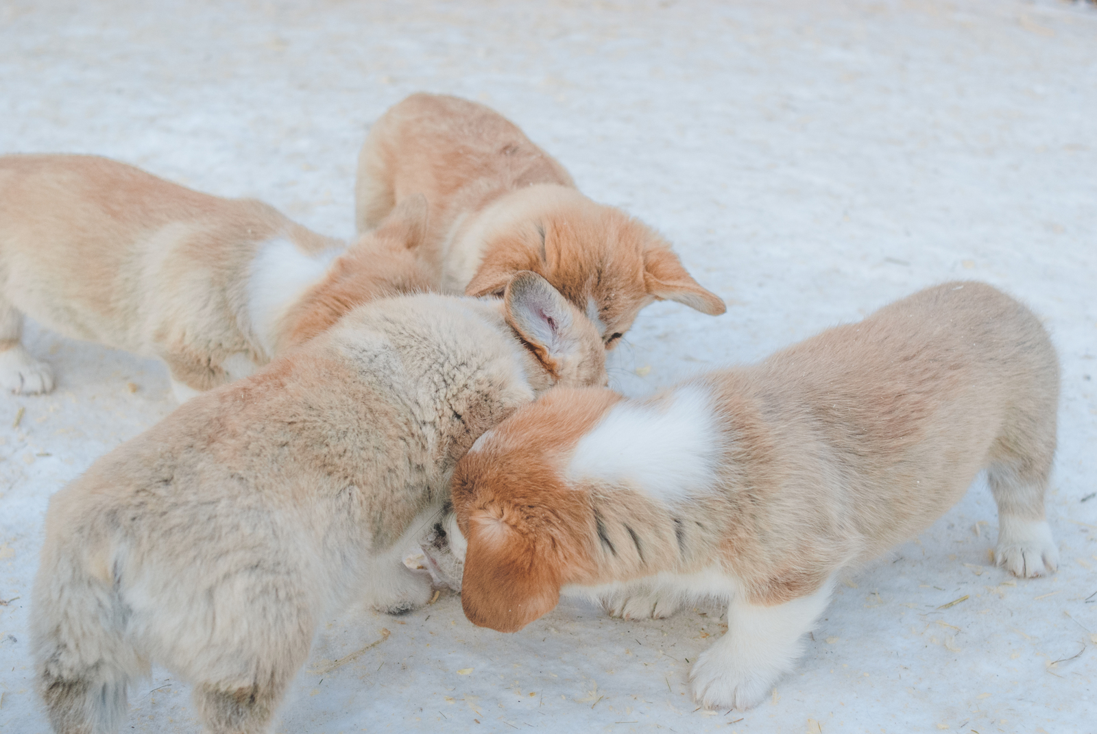 Ruthless dogs tear apart the carcass of an ice cow =) - My, Corgi, Puppies, The photo, Milota, Dog