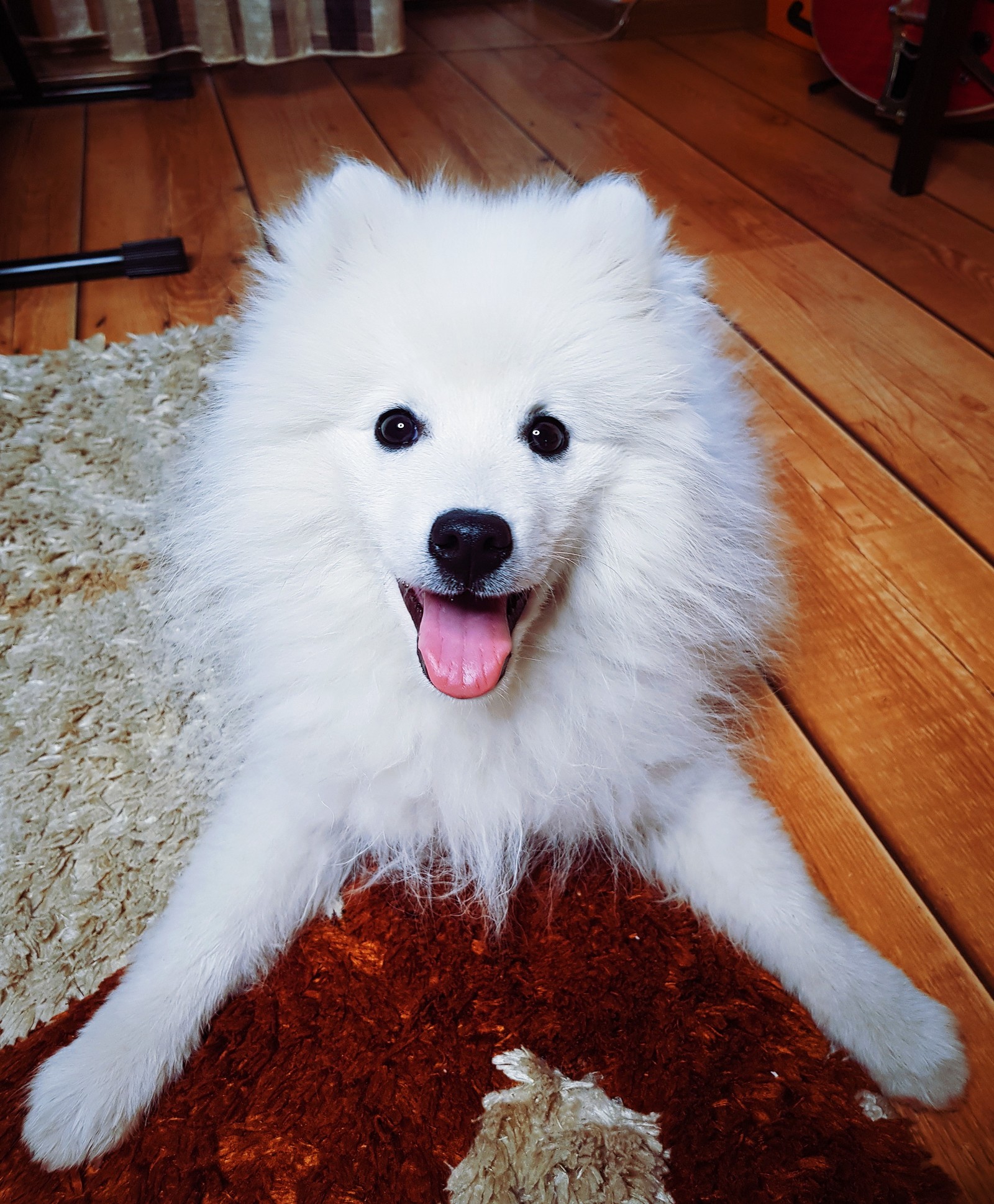 No, not Samoyed - My, Japanese Spitz, Spitz, Dog, Joy, Happiness, Longpost