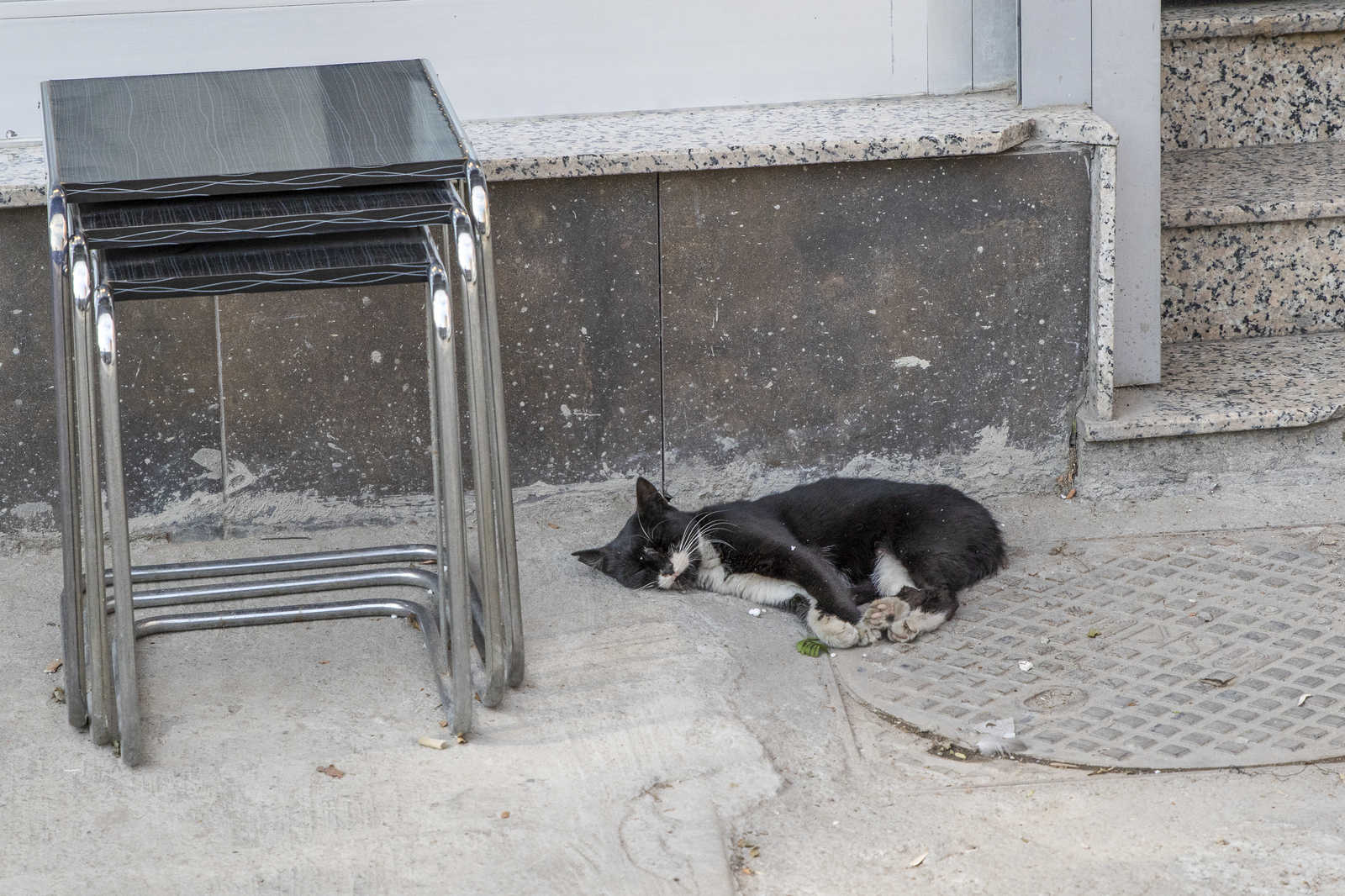 Istanbul cats - My, Istanbul, wild cats, The photo, Longpost, cat