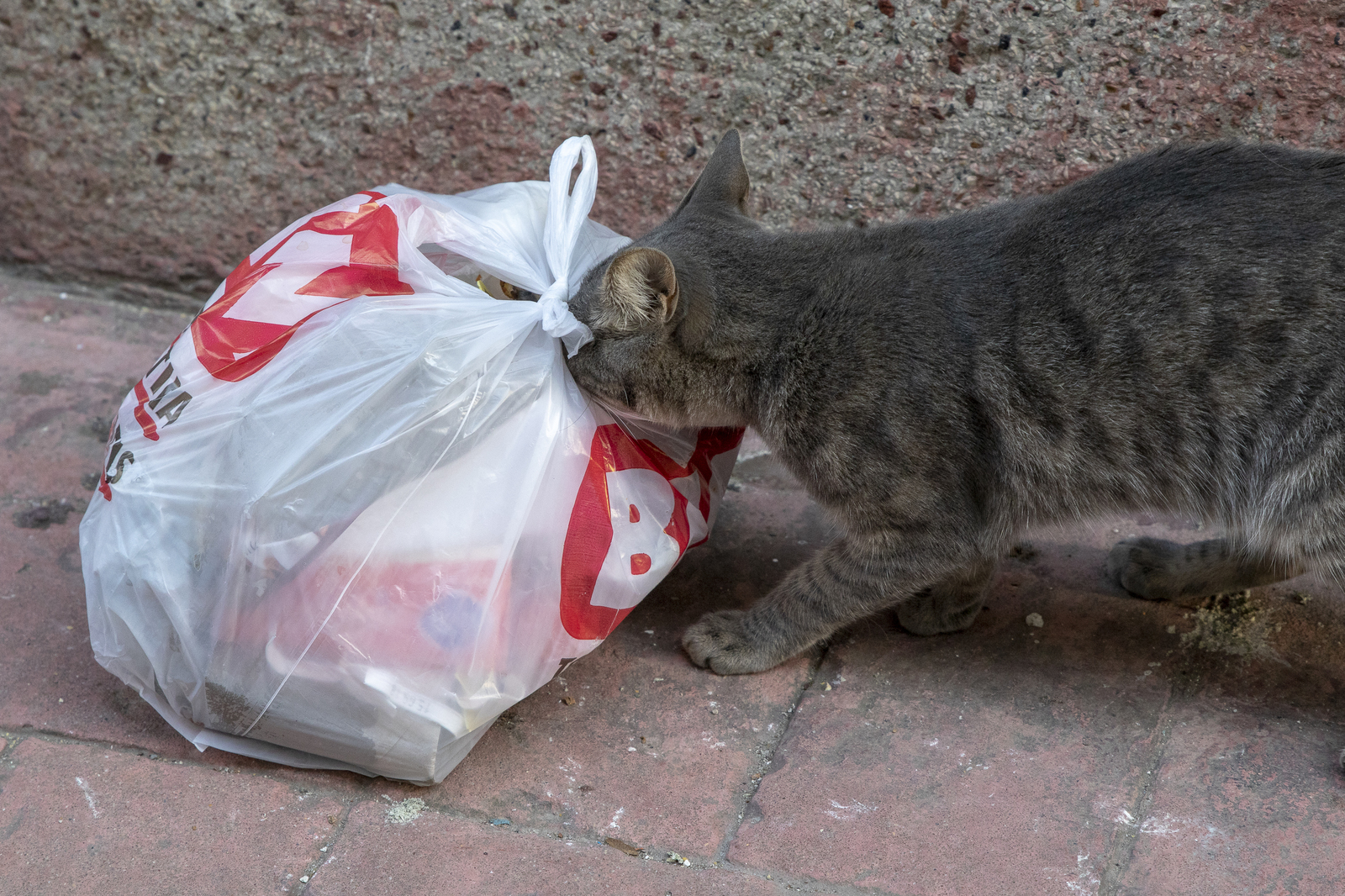 Istanbul cats - My, Istanbul, wild cats, The photo, Longpost, cat