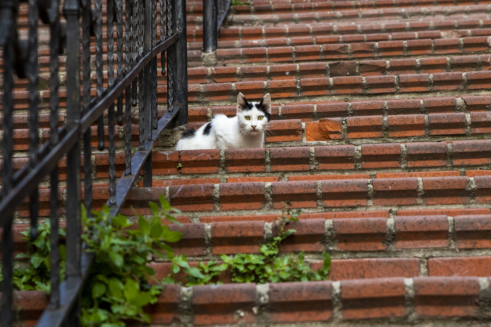 Istanbul cats - My, Istanbul, wild cats, The photo, Longpost, cat