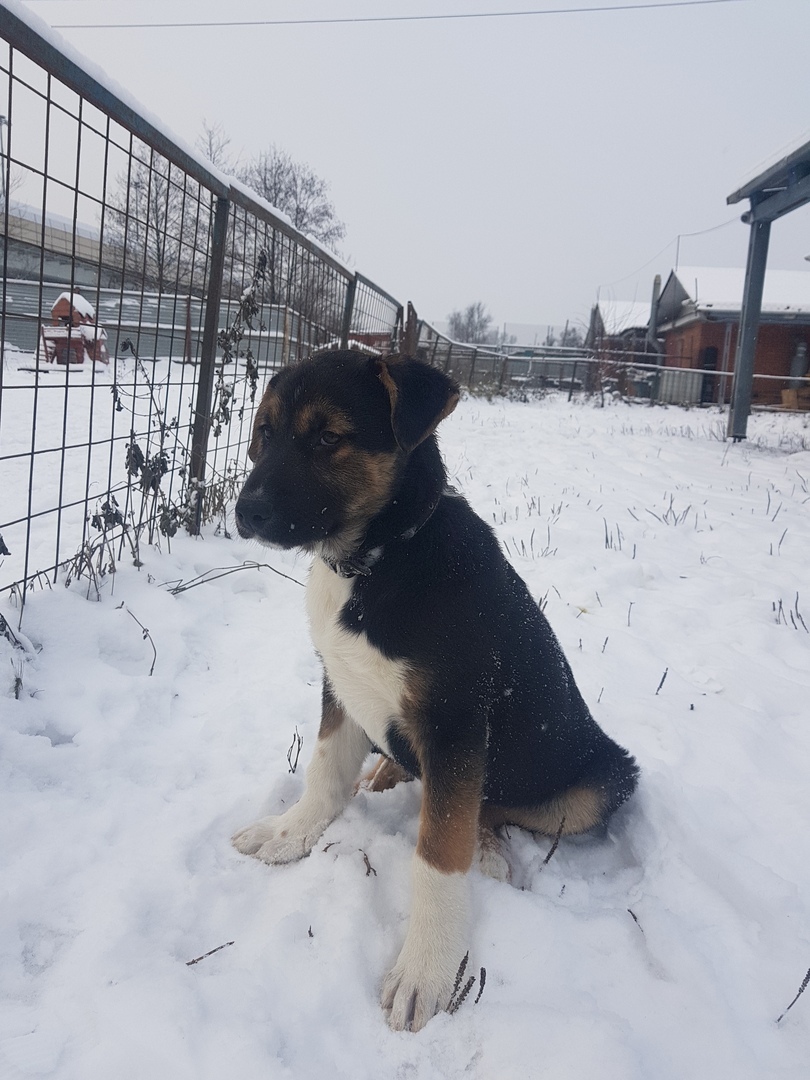 Metis alabai and shepherd dogs - LORD, shelter Rzhevka (St. Petersburg) - My, Puppies, Animal shelter, Looking for a master, In good hands, Rzhevka, Saint Petersburg, No rating, Longpost, Dog