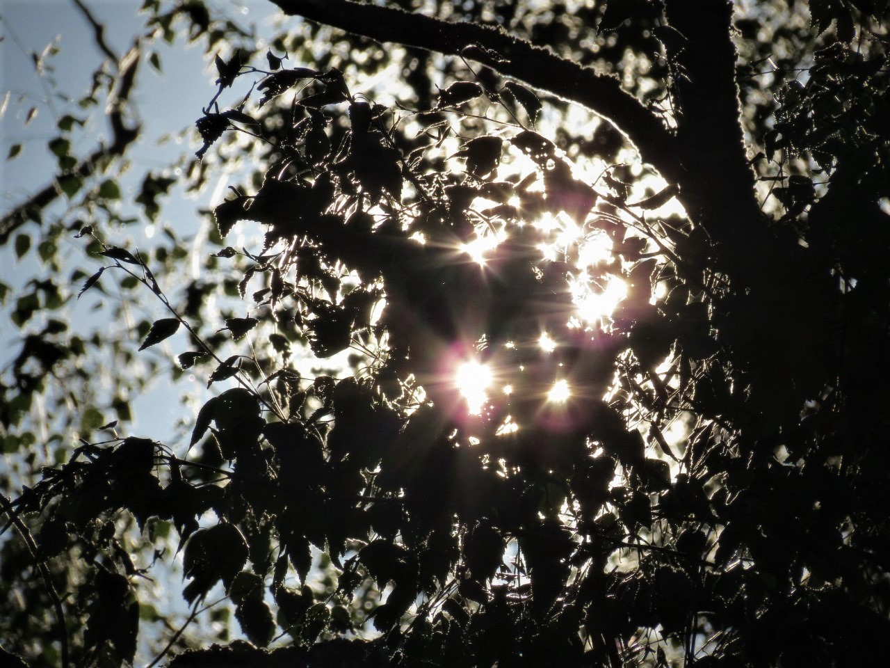 Solar leaf outline - My, Nature, The sun, Leaves, Sunset, Wonders of nature