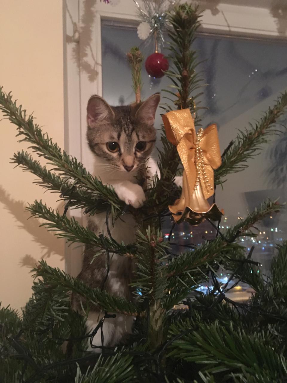 The main decorator of the Christmas tree. - My, New Year, cat, Christmas trees, Holidays, Longpost