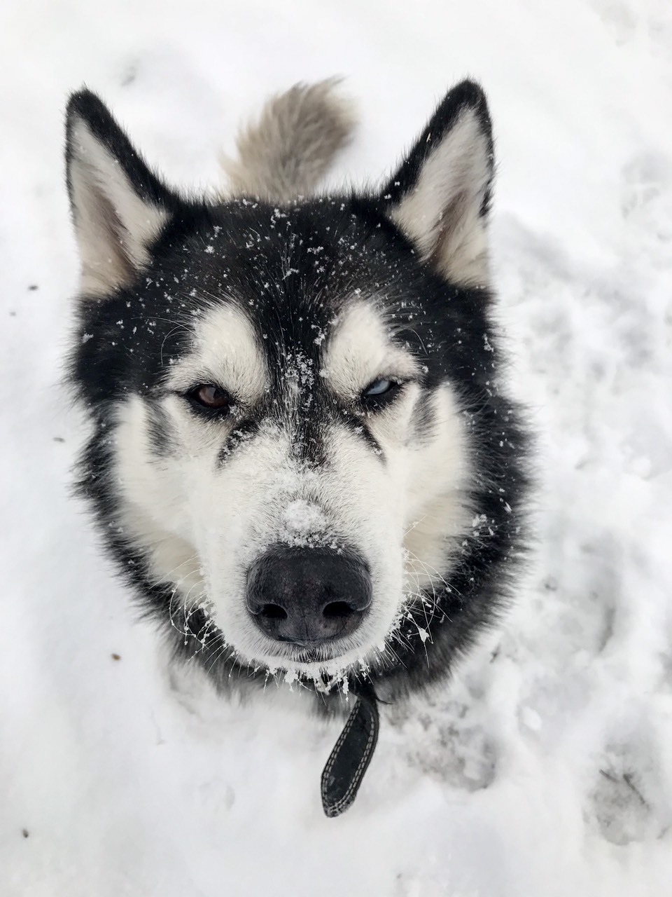 The best time for a husky - My, Husky, Winter, Longpost, Dog