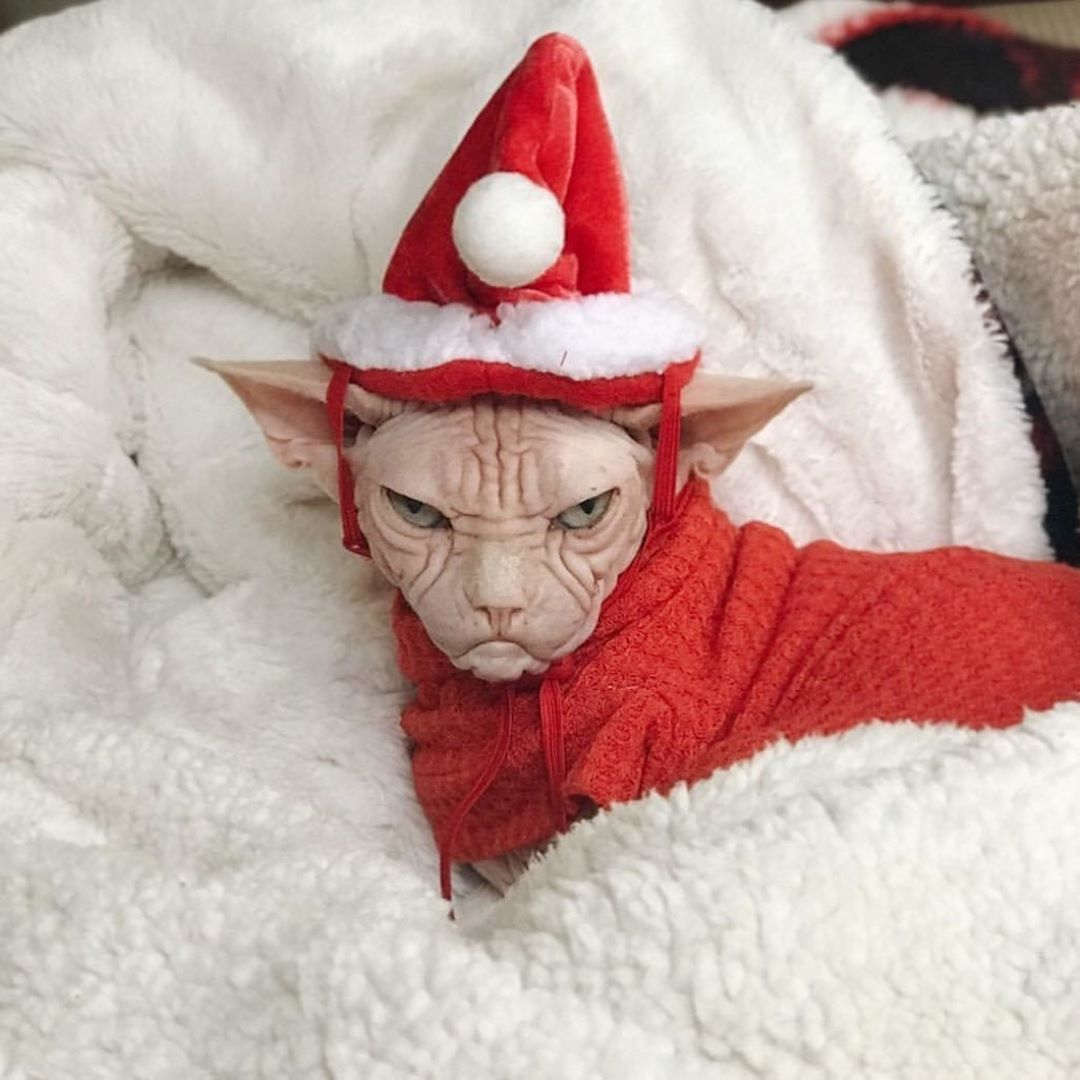 my holiday mood - cat, Catomafia, Don Sphynx, New Year