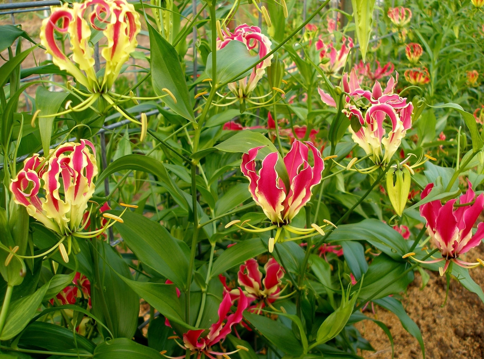 Gloriosa - My, , Curly, Tuberaceae, Houseplants, Bloom, Longpost