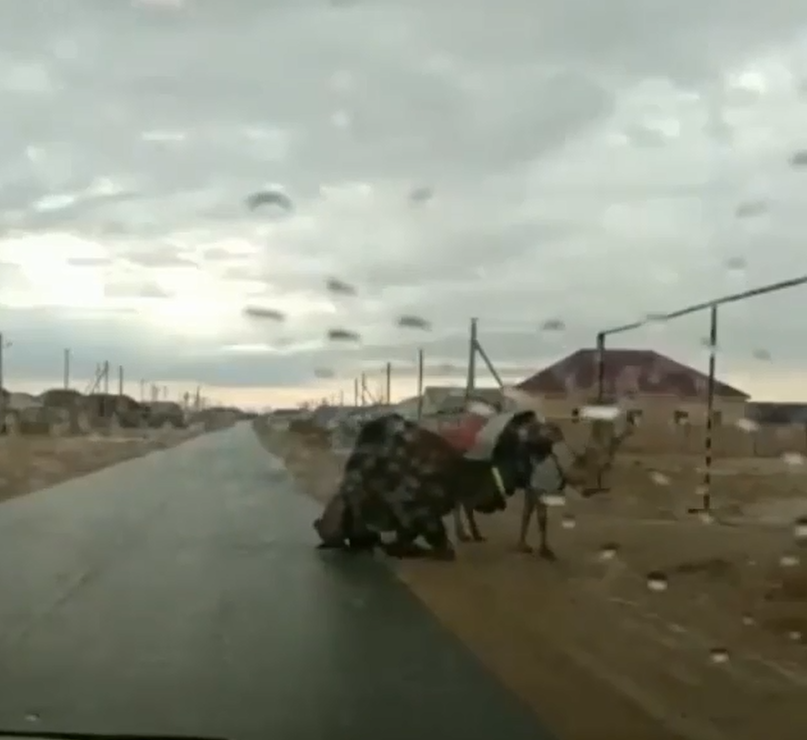 SLIPPER ROADS EVEN CAMELS FLYING OFF THE HOOVES - Astrakhan, South Wave, Russian roads, Video, Animals, Camels