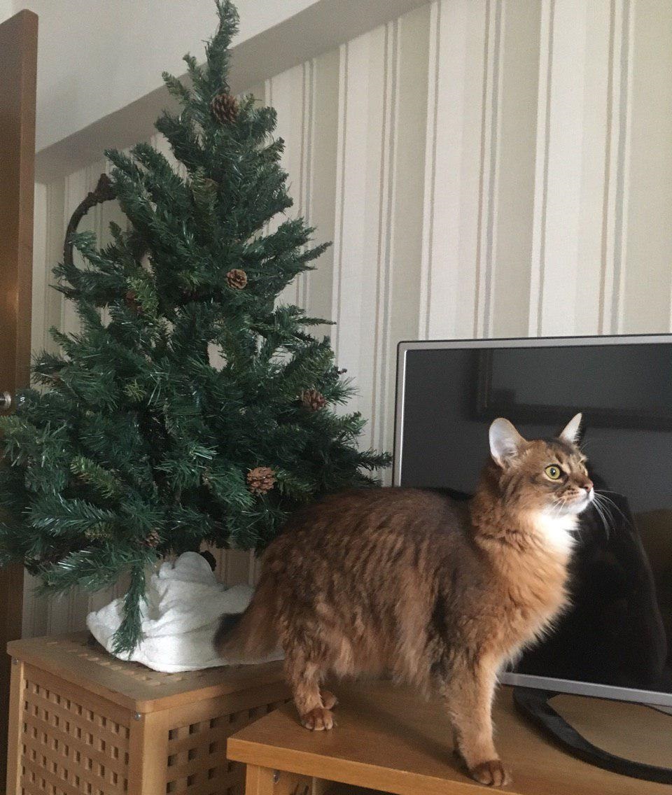 The history of one Christmas tree - My, cat, Christmas tree, New Year, somali cat, Longpost, Somali cat